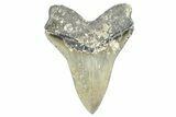 Bargain, Fossil Megalodon Tooth - North Carolina #368428-2